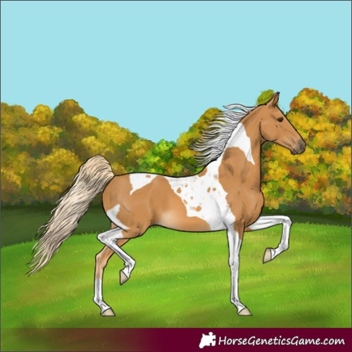 Horse Color:Palomino Tobiano