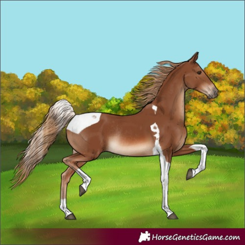 Horse Color:Chestnut Tobiano Rabicano