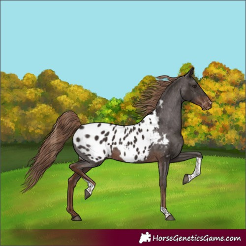 Horse Color:Liver Chestnut Tobiano Appaloosa Rabicano