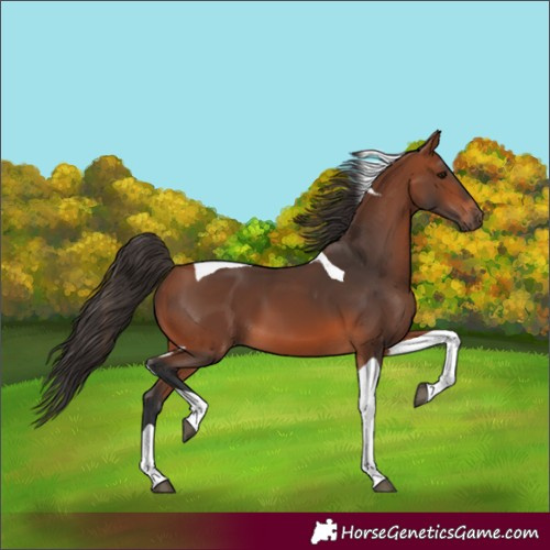 Horse Color:Unknown 
