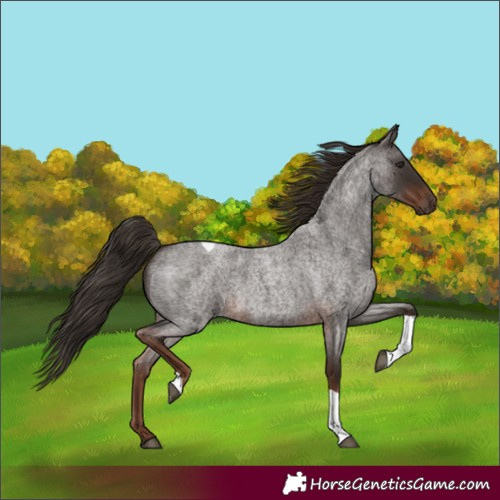Horse Color:Liver Red Roan Tobiano Rabicano 