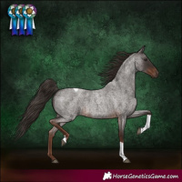 Horse Color:Liver Red Roan Tobiano Rabicano 