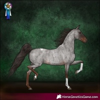 Horse Color:Liver Red Roan Tobiano Rabicano