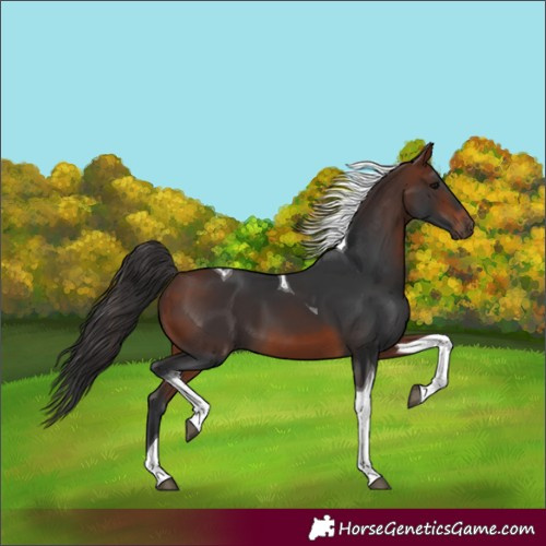 Horse Color:Bay Tobiano 