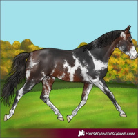Horse Color:Bay Sabino Rabicano