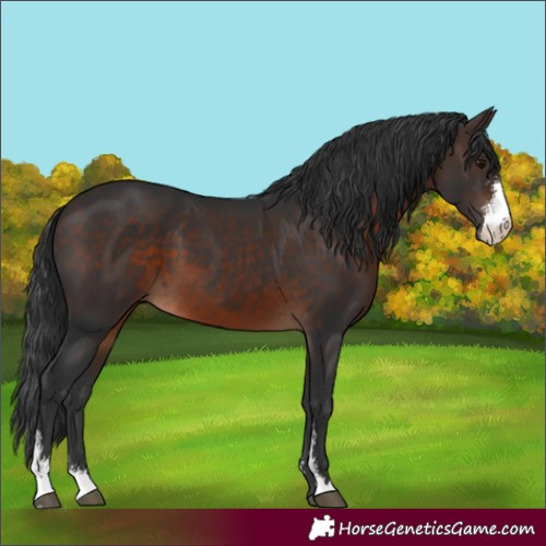 Horse Color:Brown Sabino 