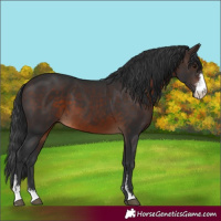 Horse Color:Brown Sabino 