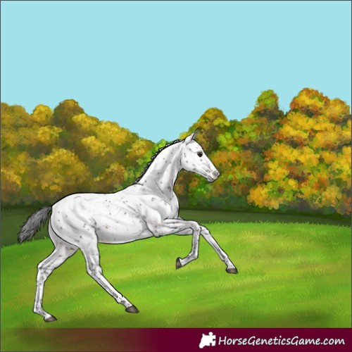 Horse Color:Brown Sabino 