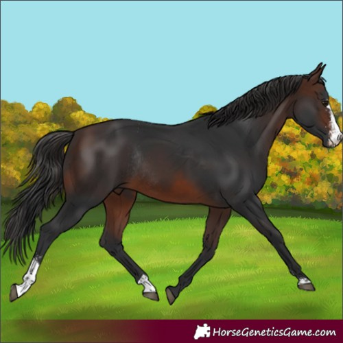 Horse Color:Brown Sabino Rabicano