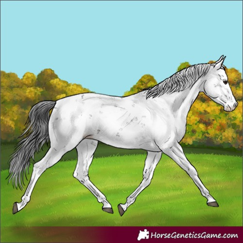 Horse Color:Brown Sabino Rabicano 