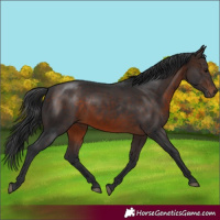Horse Color:Brown Rabicano