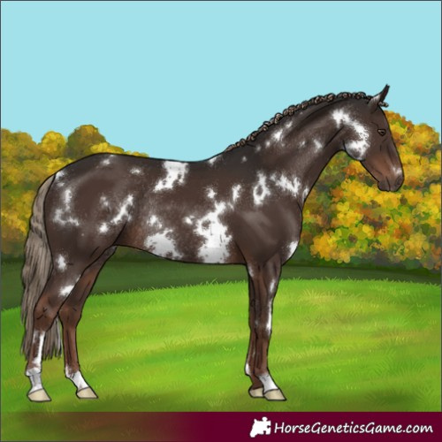 Horse Color:White Spotted Liver Chestnut Rabicano 