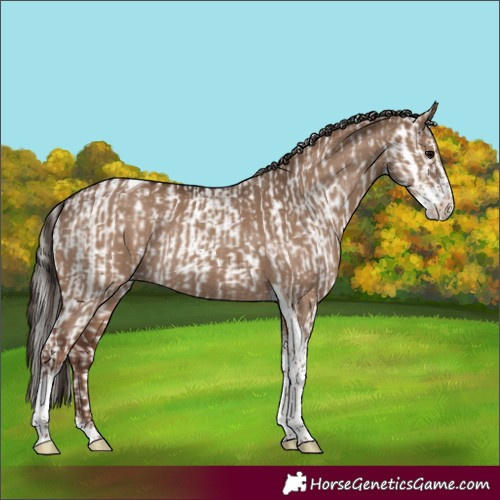 Horse Color:Silver Grullo Sabino Rabicano and Liver Red Dun Sabino Tobiano Rabicano