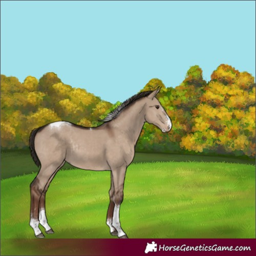 Horse Color:Liver Red Dun Sabino Tobiano Rabicano 