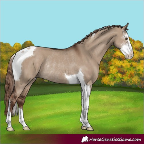 Horse Color:Liver Red Dun Sabino Tobiano Rabicano 
