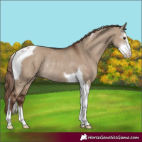 Horse Color:Liver Red Dun Sabino Tobiano Rabicano
