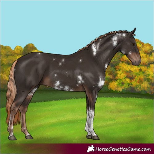 Horse Color:White Spotted Liver Chestnut Tobiano Rabicano