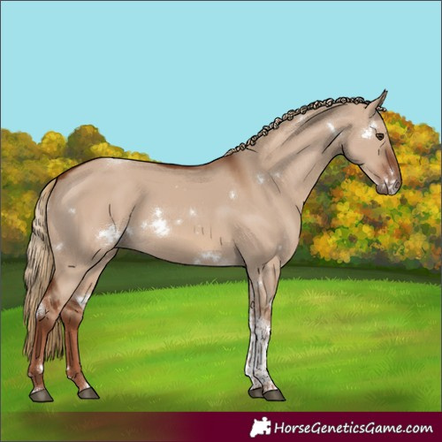 Horse Color:White Spotted Red Dun Tobiano 
