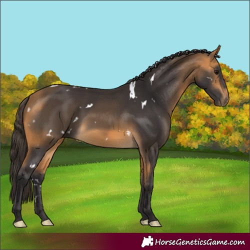 Horse Color:White Spotted Buckskin Rabicano 