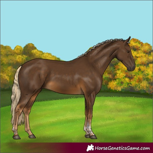 Horse Color:Chocolate Palomino Tobiano 