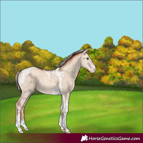 Horse Color:Classic Champagne Dun Sabino Rabicano  and Silver Classic Champagne Dun Sabino Tobiano Rabicano 