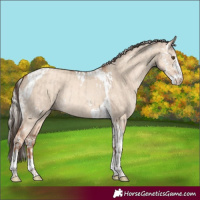 Horse Color:Classic Champagne Dun Sabino Rabicano and Silver Classic Champagne Dun Sabino Tobiano Rabicano