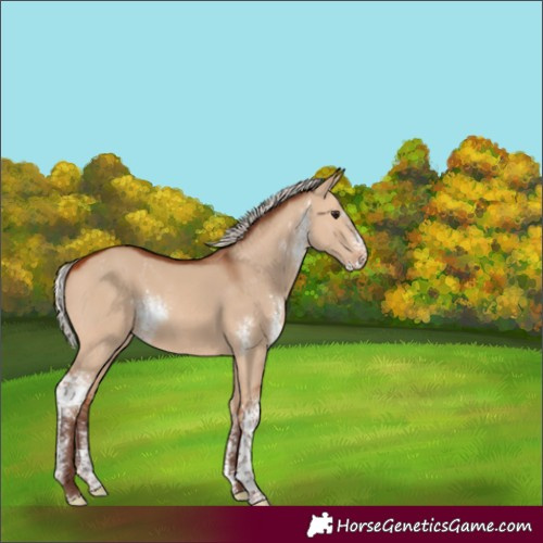 Horse Color:Silver Bay Dun Sabino 