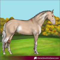 Horse Color:Silver Bay Dun Sabino 