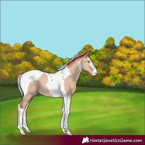 Horse Color:Silver Sable Champagne Dun Splash Tobiano Rabicano 