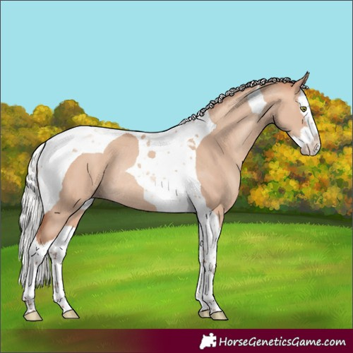 Horse Color:Silver Sable Champagne Dun Splash Tobiano Rabicano 