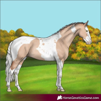 Horse Color:Silver Sable Champagne Dun Splash Tobiano Rabicano