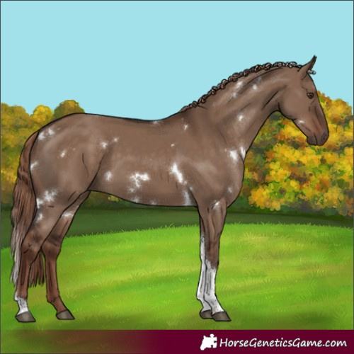 Horse Color:White Spotted Liver Red Dun Tobiano