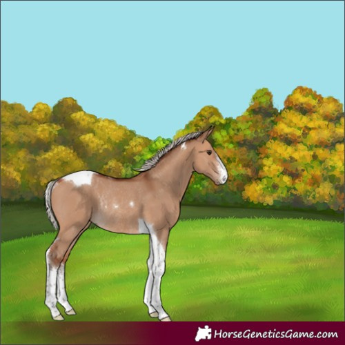 Horse Color:White Spotted Silver Bay Dun Tobiano Rabicano