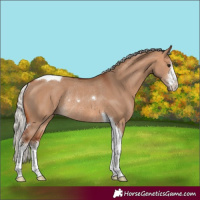 Horse Color:White Spotted Silver Bay Dun Tobiano Rabicano 