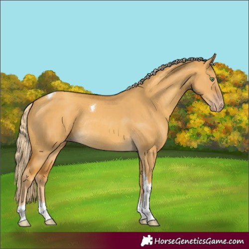 Horse Color:Gold Cream Champagne Dun Tobiano Rabicano 