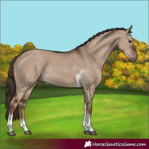 Horse Color:Liver Red Dun Tobiano Rabicano 