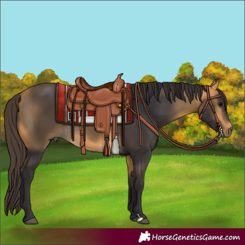 Horse Color:Buckskin Rabicano 