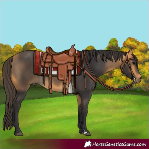 Horse Color:Buckskin Rabicano