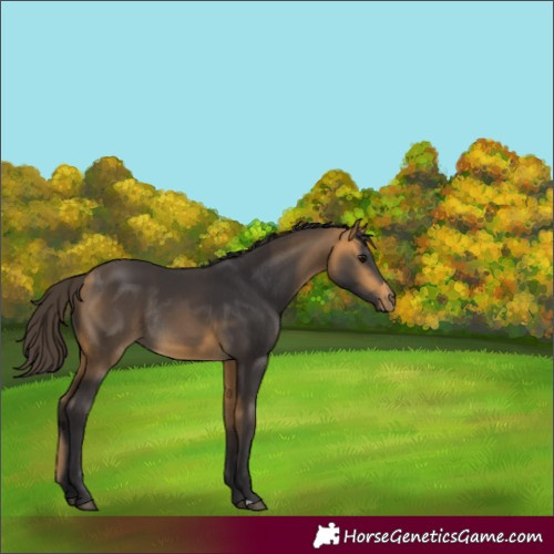 Horse Color:Buckskin Rabicano 