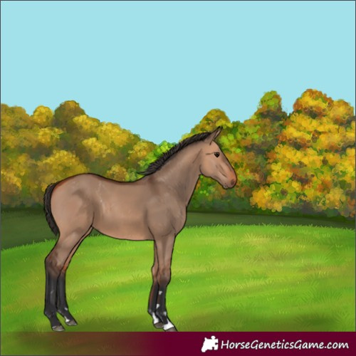 Horse Color:Unknown 