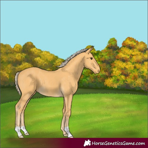 Horse Color:Unknown 
