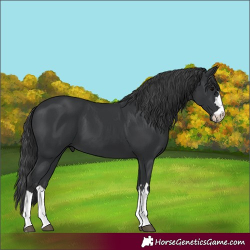 Horse Color:Black 