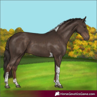 Horse Color:Liver Chestnut Tobiano Rabicano 