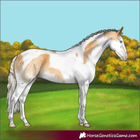 Horse Color:Gold Cream Champagne Splash Tobiano Rabicano