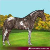 Horse Color:Sable Champagne Tobiano Rabicano  and Liver Chestnut Tobiano Rabicano 