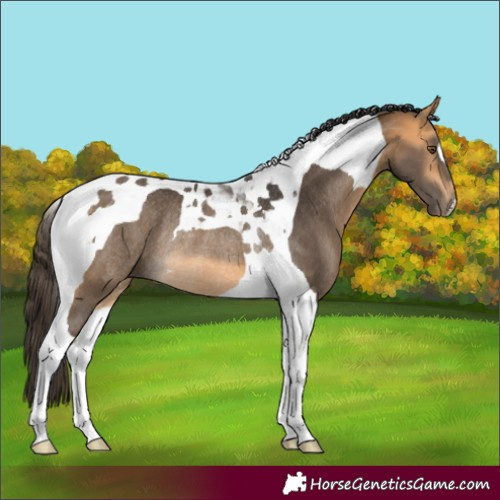 Horse Color:Buckskin Tobiano Rabicano 