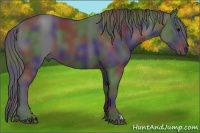 Horse Color:Nacre Black 