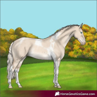Horse Color:Cremello Dun Tobiano Rabicano