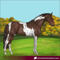 Horse Color:Liver Chestnut Tobiano Rabicano 