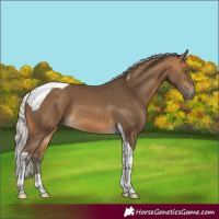 Horse Color:Silver Buckskin Tobiano 